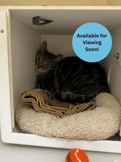 An adult medium-sized female Domestic Short Hair cat named Tiny for adoption in Kalispell, MT