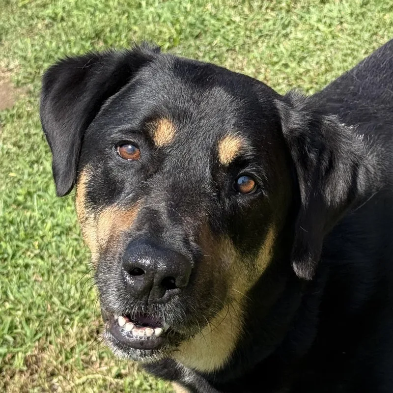 An adult medium-sized male Rottweiler dog named Boo for adoption in Brenham, TX