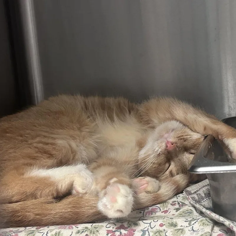 An adult medium-sized female Orange / Red Domestic Short Hair cat named Skuttles for adoption in Davenport, IA