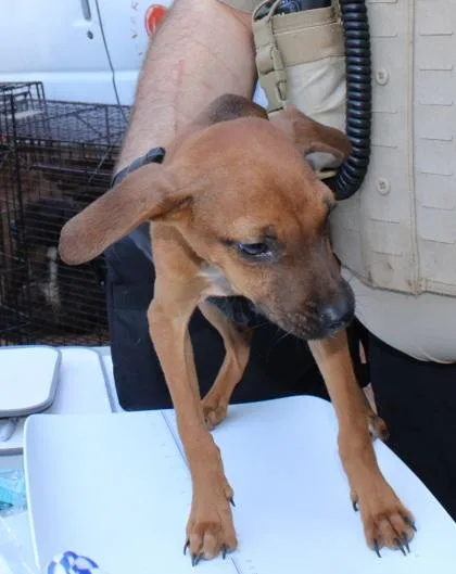 A young small-sized male Chihuahua dog named Pee Wee for adoption in Seneca, SC