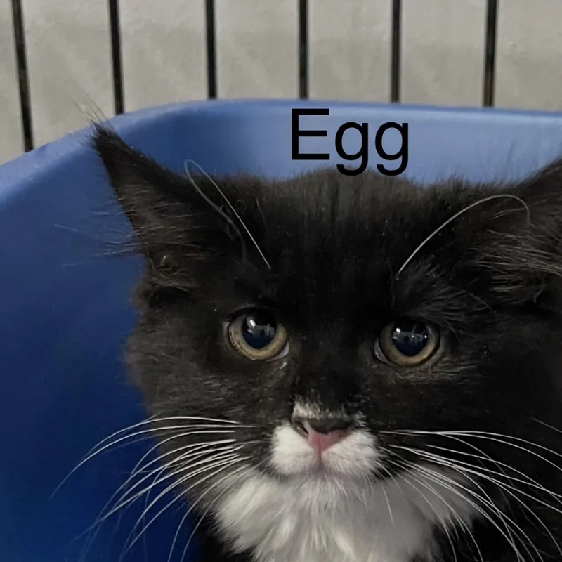 A baby small-sized female Black Domestic Long Hair cat named Egg for adoption in Wappingers Falls, NY