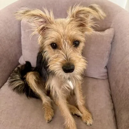 A baby small-sized female Yorkshire Terrier dog named Lacey for adoption in Elk Grove Village, IL
