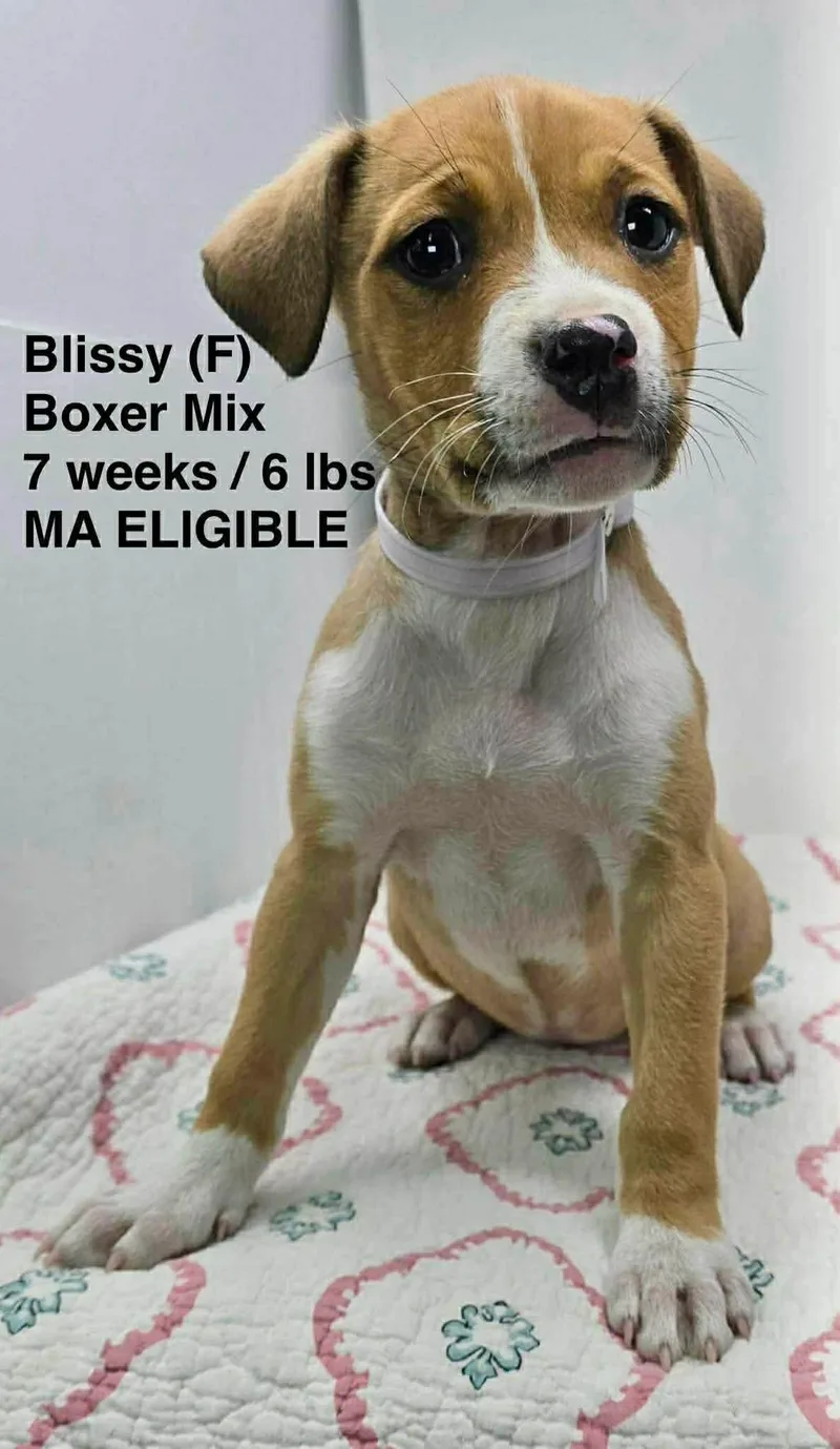 A young medium-sized female Boxer dog named Blissy for adoption in Pomfret Center, CT