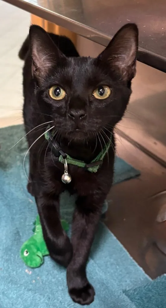 Emerald