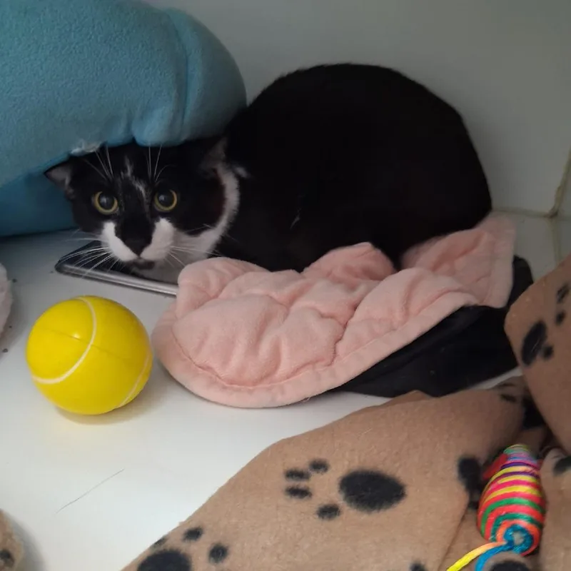 A young large-sized male Domestic Short Hair cat named Wishbone for adoption in Wantagh, NY
