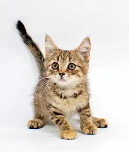 A baby small-sized female Domestic Short Hair cat named Starcrunch for adoption in Morton Grove, IL