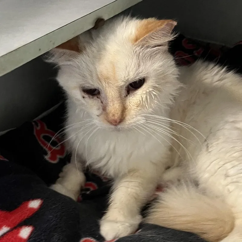A senior medium-sized male Flame Point Siamese cat named Skye for adoption in Sarasota, FL