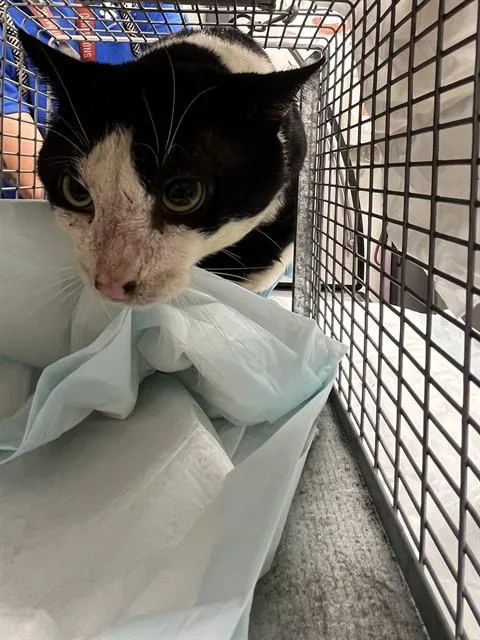 An adult small-sized male Domestic Short Hair cat named Galaxy for adoption in Fort Lauderdale, FL
