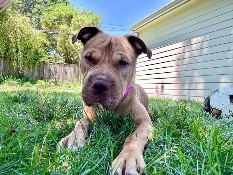 A young medium-sized female Shar-Pei dog named Andi for adoption in Charlotte, MI