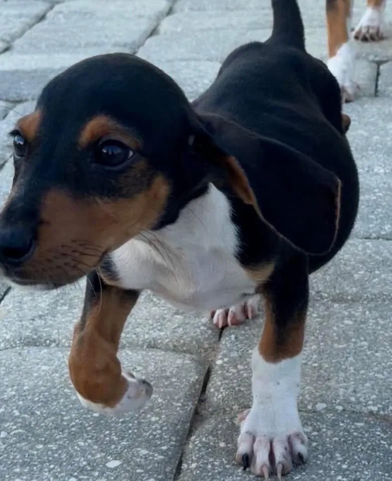 A baby small-sized male Basset Hound dog named Macon for adoption in Grand Bay, AL