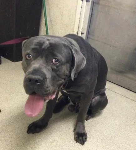 An adult medium-sized male Pit Bull Terrier dog named Button for adoption in Riverside, CA