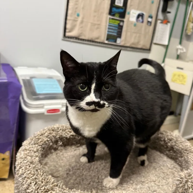 A senior large-sized female Black Domestic Short Hair cat named Mikie for adoption in Downers Grove, IL