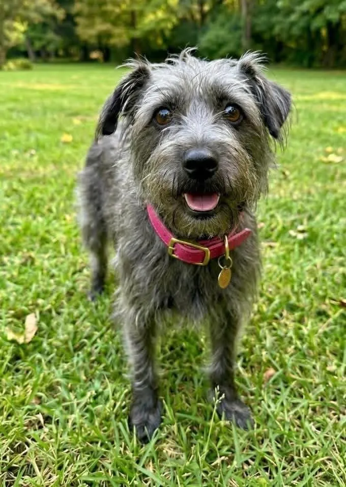 An adult small-sized female Schnauzer dog named Cassie for adoption in Rockwall, TX