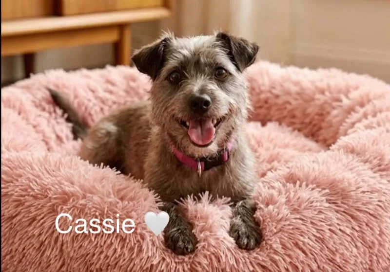 Cassie thumbnail 2