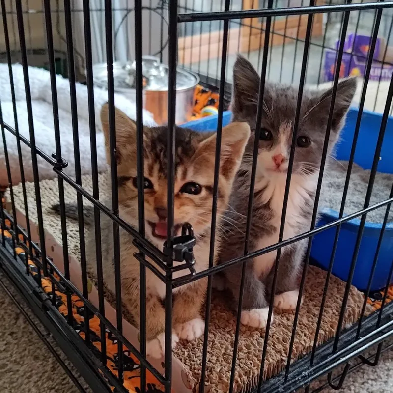 A baby small-sized male Gray / Blue / Silver Domestic Short Hair cat named Chuckles for adoption in Santa Rosa, CA