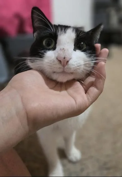 Bandit