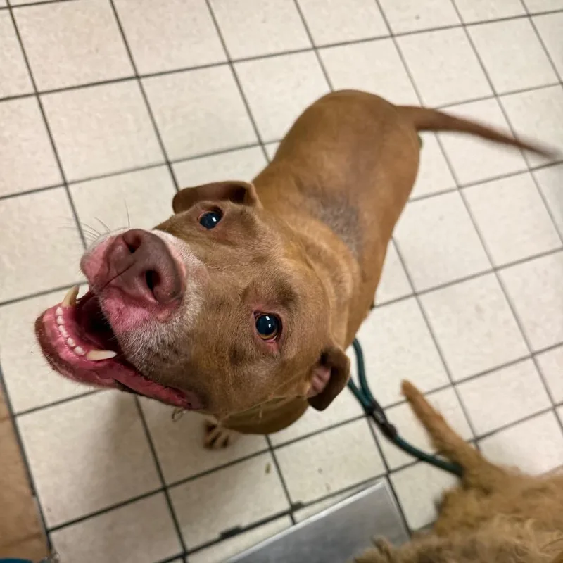 A young medium-sized female Apricot / Beige Mixed Breed dog named Gucci for adoption in Charleston, WV