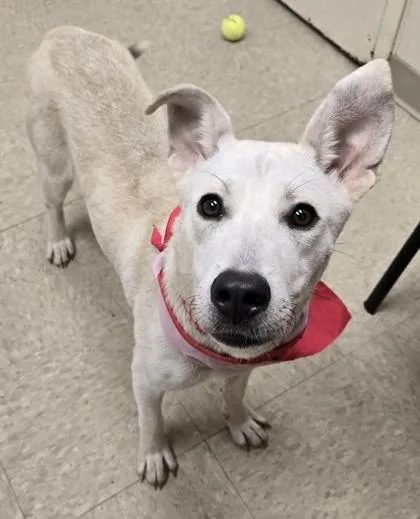 A young small-sized female Yellow / Tan / Blond / Fawn Mixed Breed dog named Meeka for adoption in Hamilton, OH