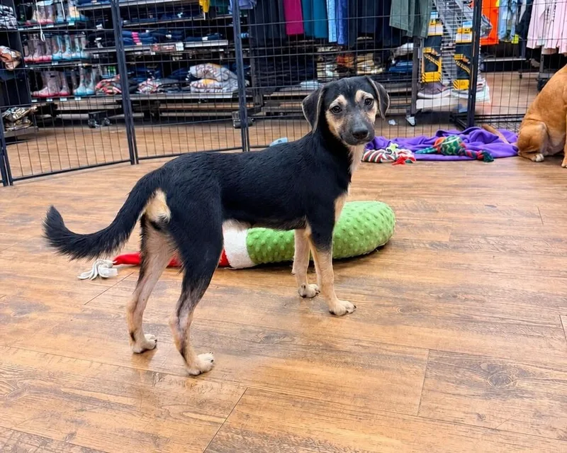 A baby small-sized female Brown / Chocolate Terrier dog named Laney for adoption in Troy, AL