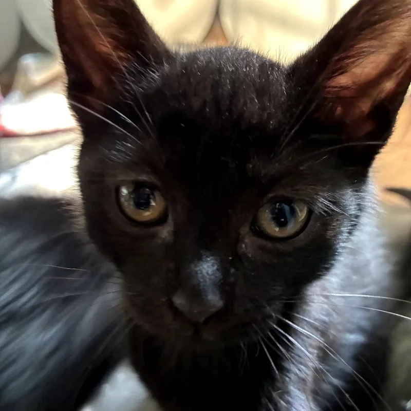 A baby small-sized male Black Domestic Short Hair cat named Snuffleupagus for adoption in East Hanover, NJ