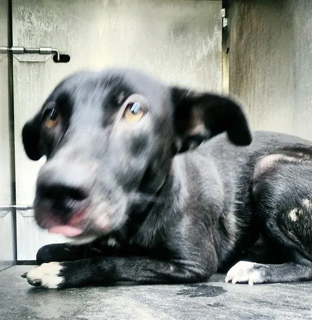 A young medium-sized female Terrier dog named Bean for adoption in San Antonio, TX