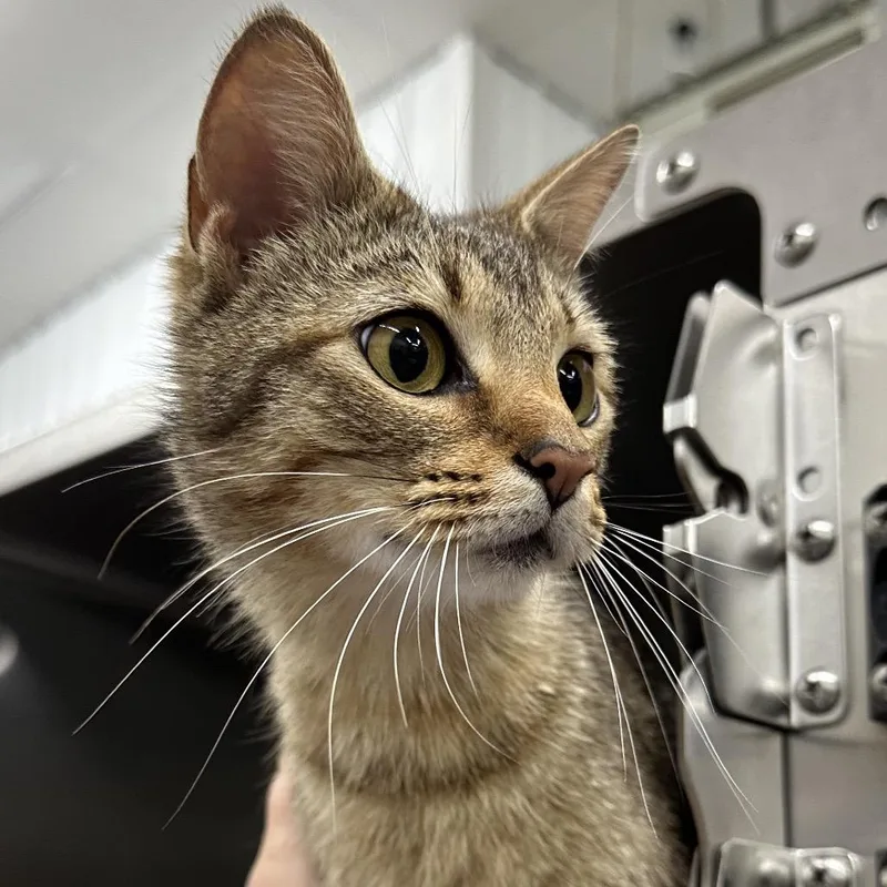 A young small-sized female Domestic Short Hair cat named Cammie for adoption in Corbin, KY