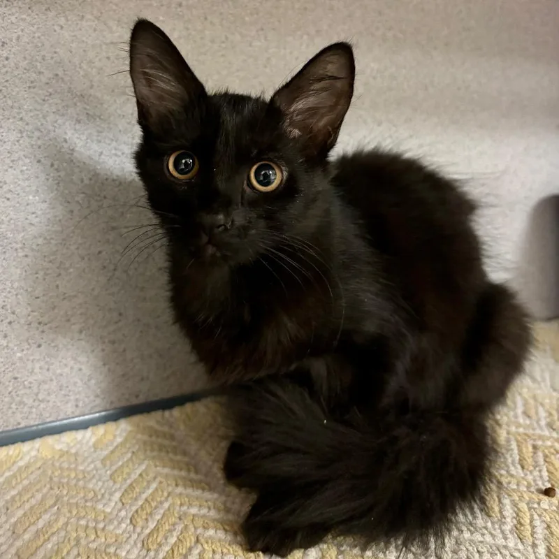 A baby small-sized female Domestic Short Hair cat named Hocus for adoption in Santa Barbara, CA