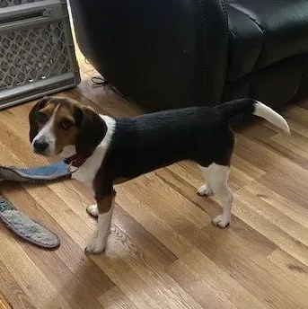 A young small-sized female Tricolor (Brown, Black, & White) Beagle dog named Bella for adoption in Carneys Point, NJ