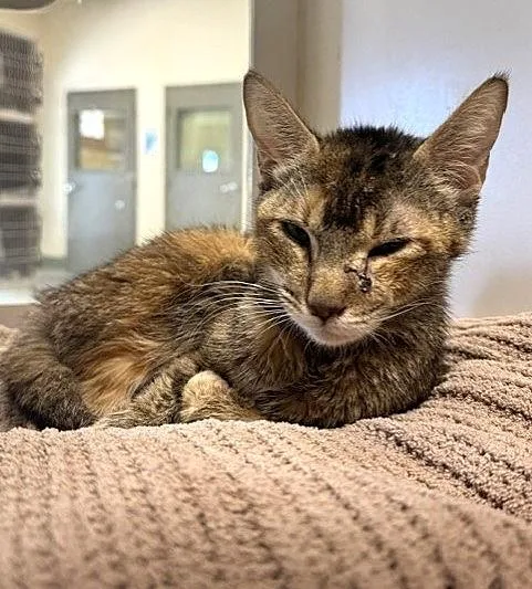A young medium-sized female Domestic Short Hair cat named Dede for adoption in Riverside, CA