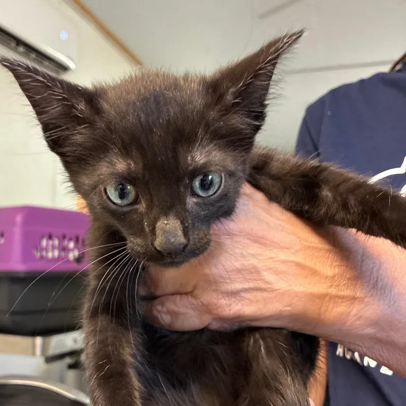 A baby small-sized male Black Domestic Short Hair cat named Batty Koda for adoption in Hattiesburg, MS