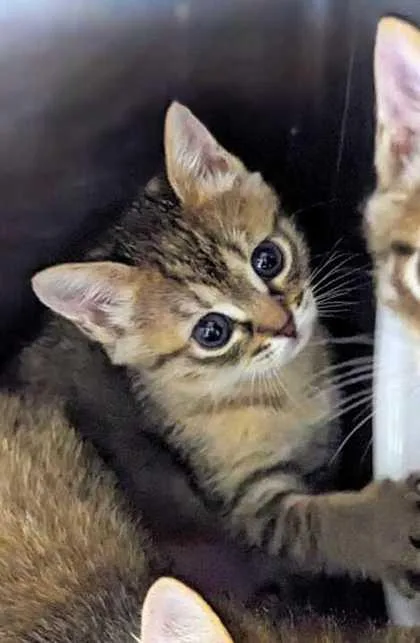 A baby small-sized male Domestic Short Hair cat named Bengali for adoption in Daytona Beach, FL