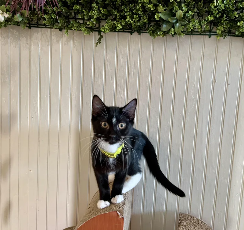 A young medium-sized male Black & White / Tuxedo Domestic Short Hair cat named Soy for adoption in Branford, CT