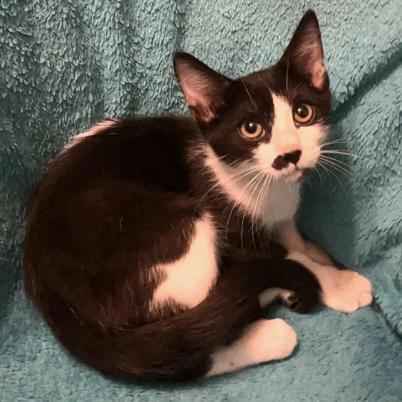 A baby medium-sized male Tuxedo cat named Tokyo for adoption in Columbia, SC