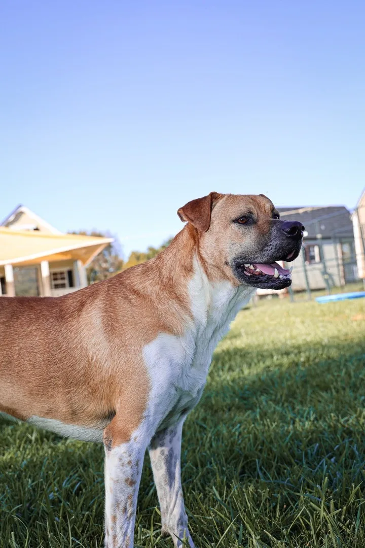 An adult large-sized male Mixed Breed dog named Baltz for adoption in Gaithersburg, MD