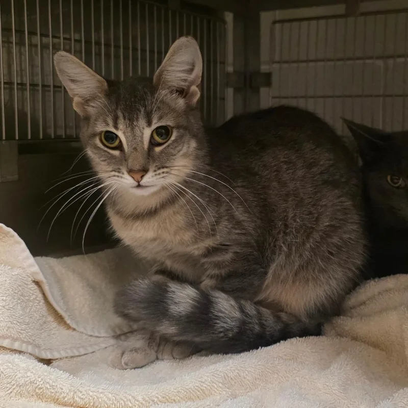 An adult medium-sized female Gray / Blue / Silver Domestic Short Hair cat named Dahlia for adoption in Bristol, IN