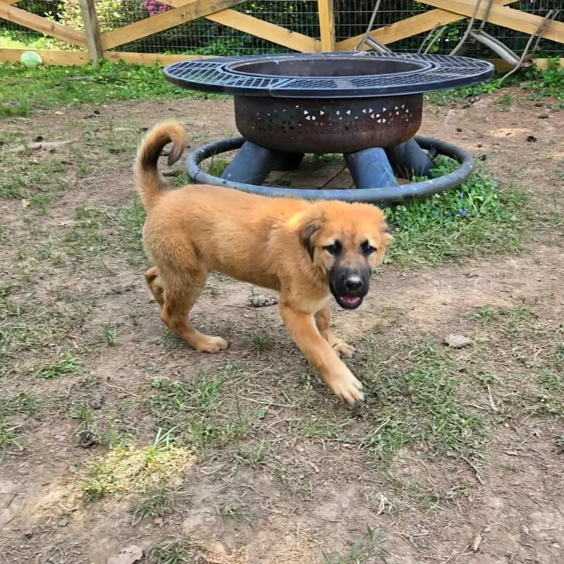 A baby medium-sized male Yellow / Tan / Blond / Fawn Shepherd dog named Luigi for adoption in Jarrettsville, MD