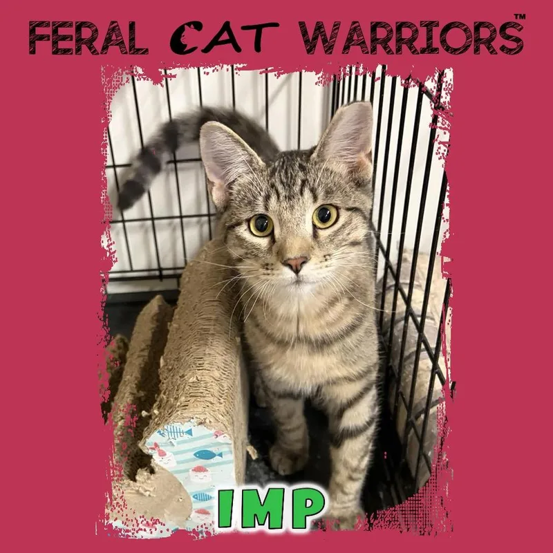 A young small-sized male Brown / Chocolate Domestic Short Hair cat named Imp for adoption in Kingman, AZ