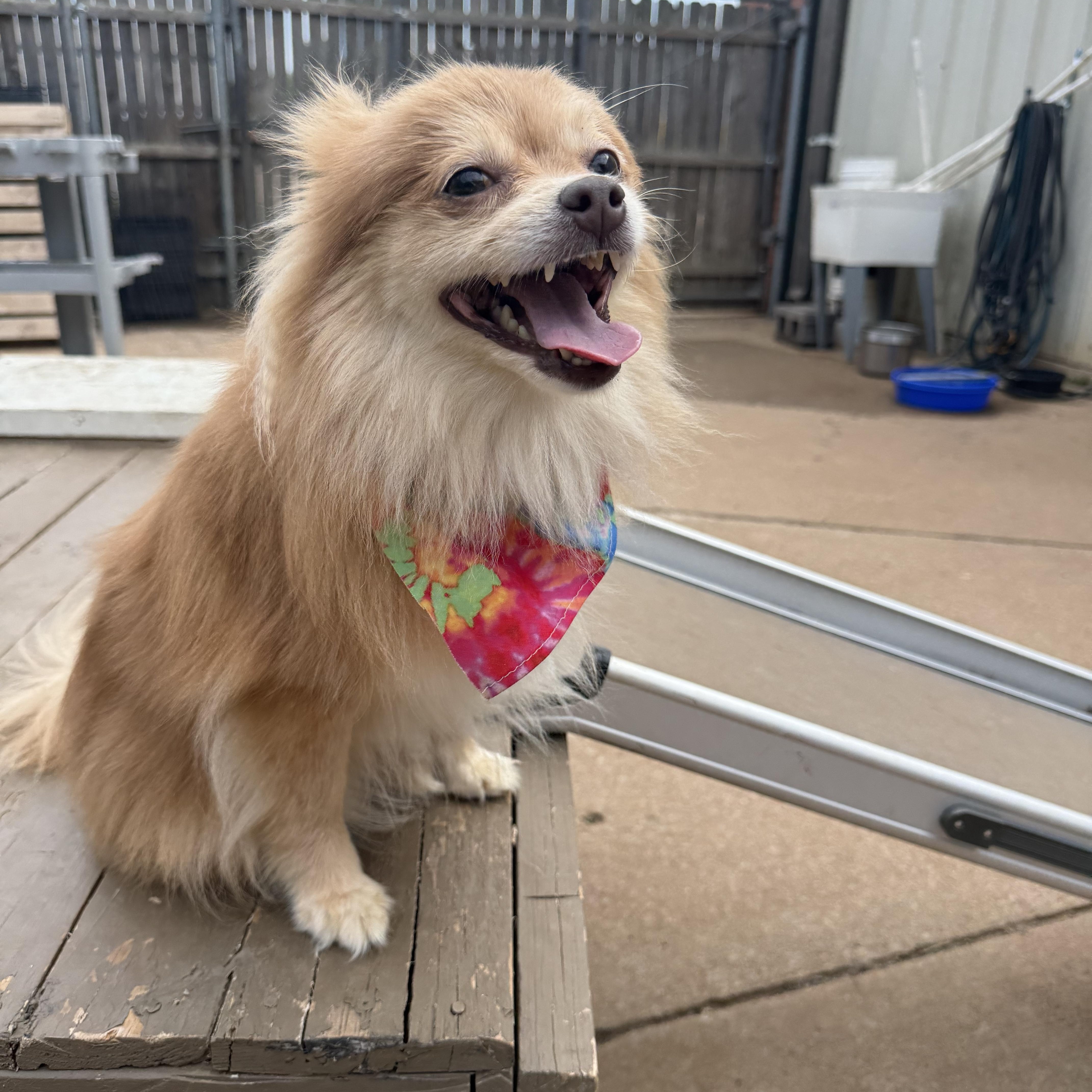 An adult small-sized female Yellow / Tan / Blond / Fawn Pomeranian dog named Anna Floofington for adoption in Oklahoma City, OK