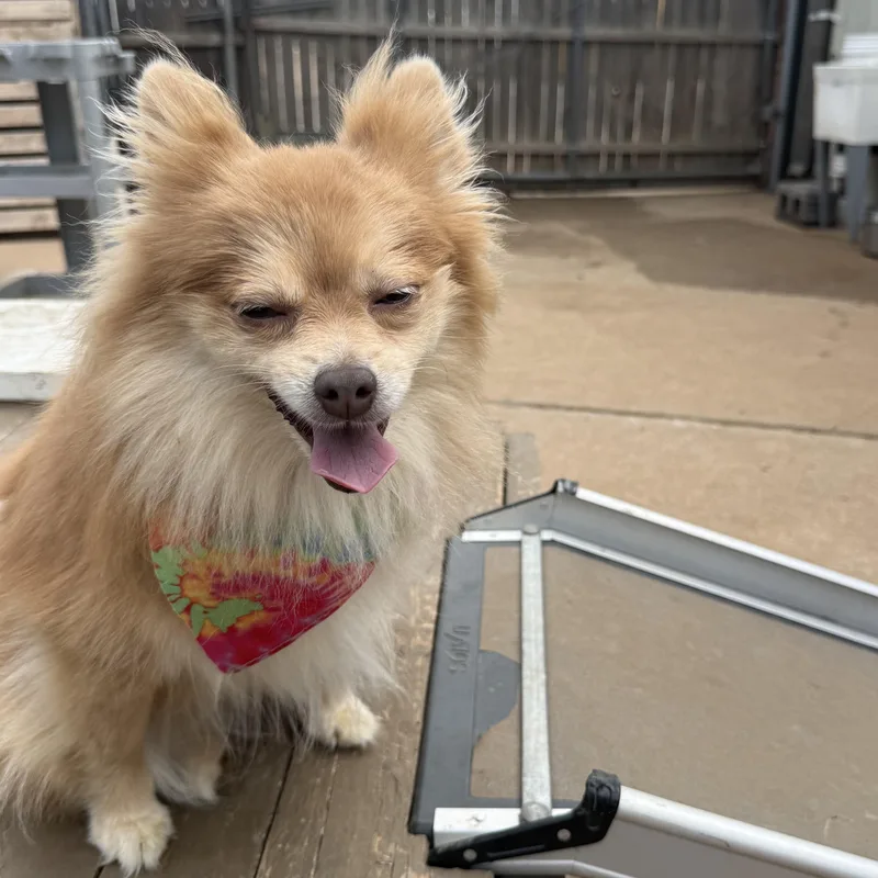 Anna Floofington thumbnail 2