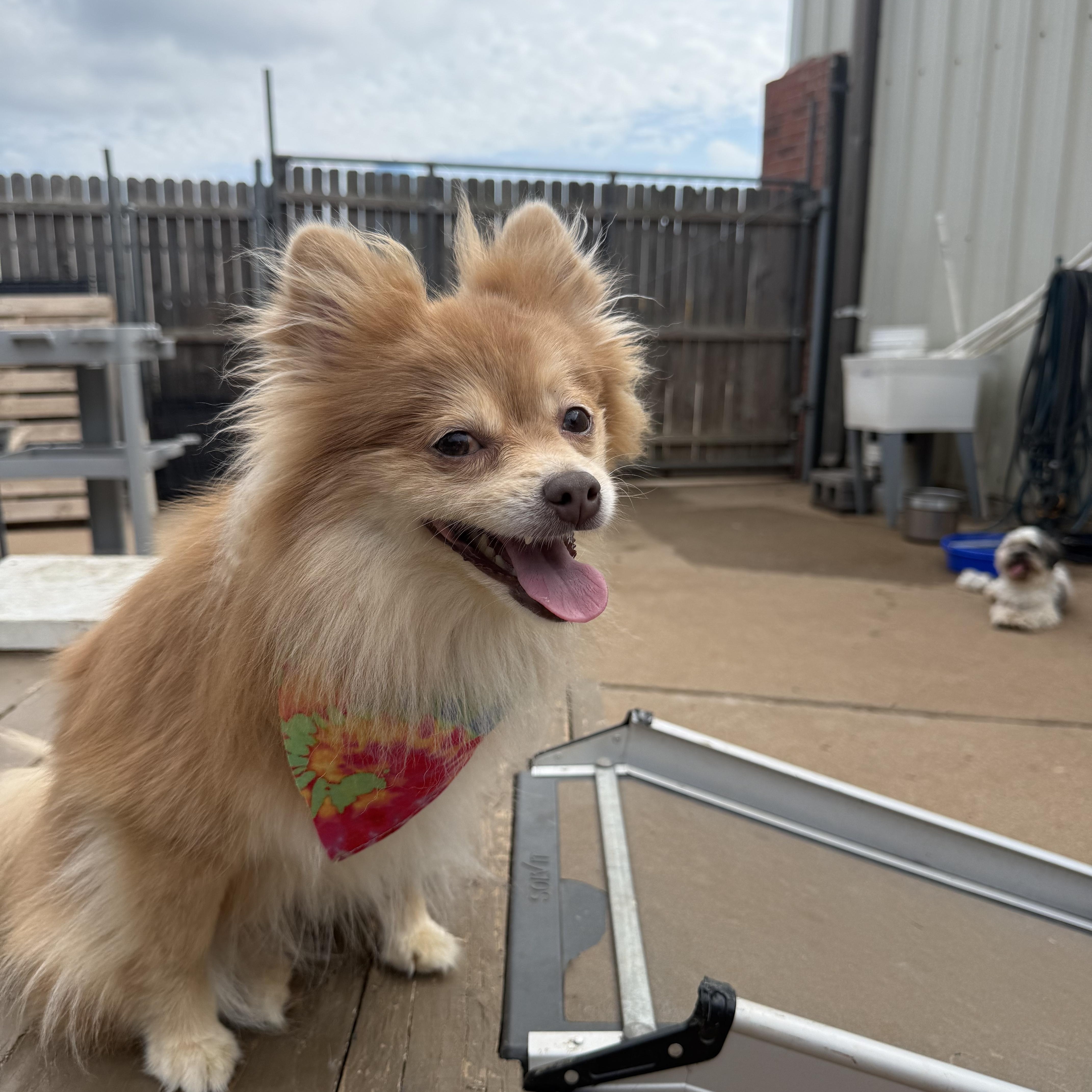 Anna Floofington thumbnail 3