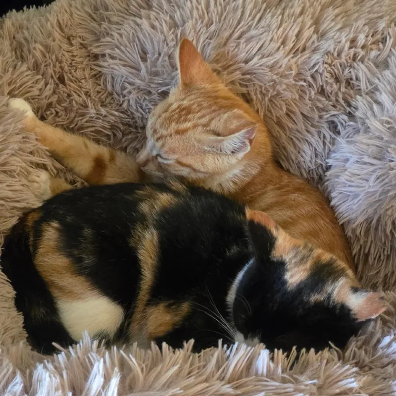 A baby small-sized male Domestic Short Hair cat named Golden for adoption in Cathlamet, WA