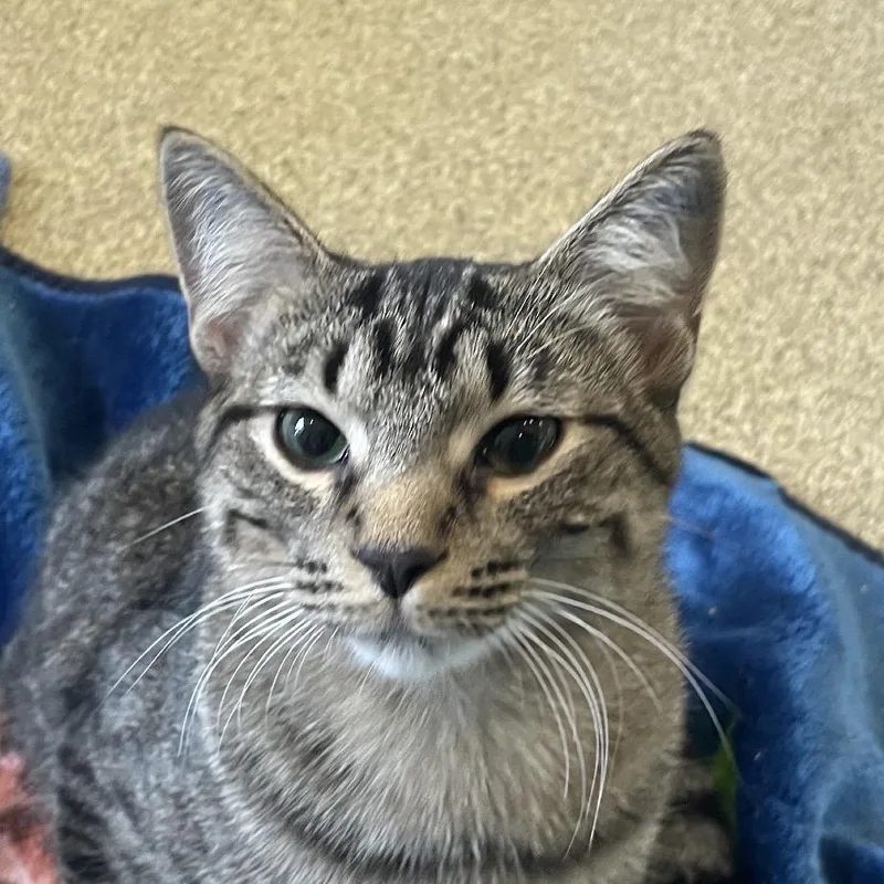 A young medium-sized male Brown / Chocolate Domestic Short Hair cat named Walt Whitman for adoption in Chicago, IL