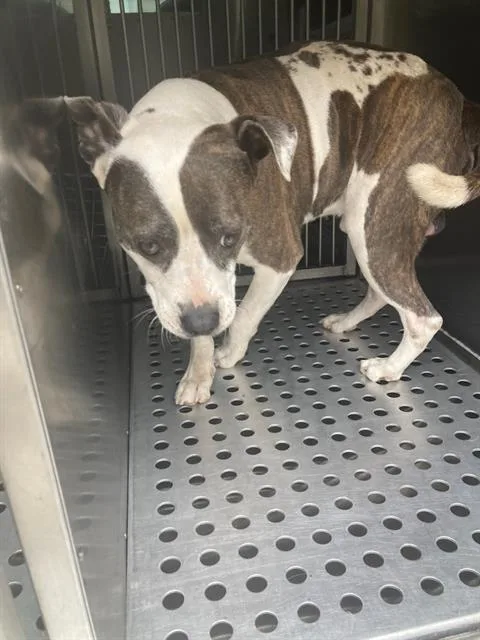 An adult large-sized male Pit Bull Terrier dog named Chuck for adoption in Dallas, TX