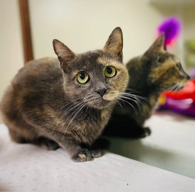 An adult medium-sized female Domestic Short Hair cat named Gemmy for adoption in Duxbury, MA