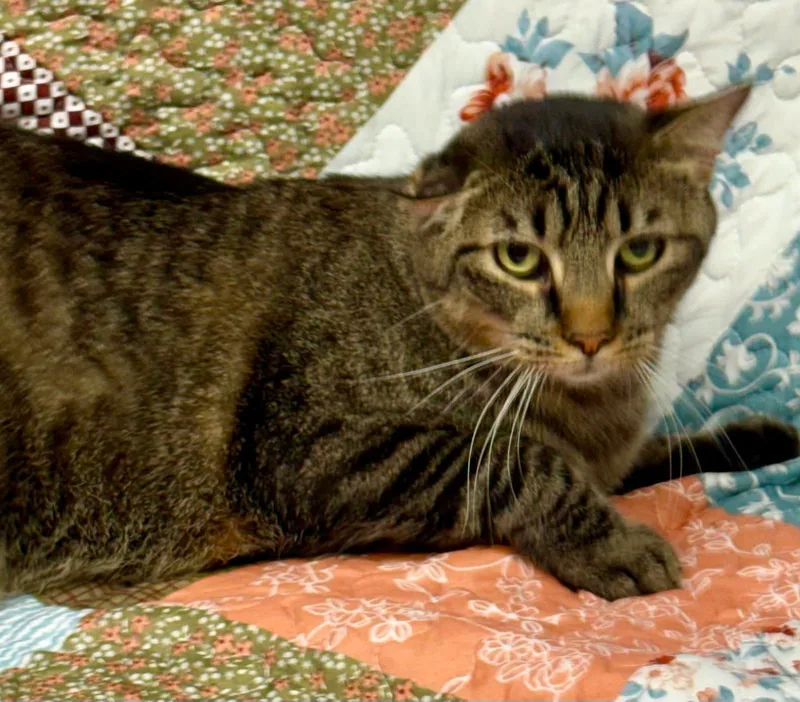 An adult extra large-sized male American Shorthair cat named David for adoption in Bolivia, NC