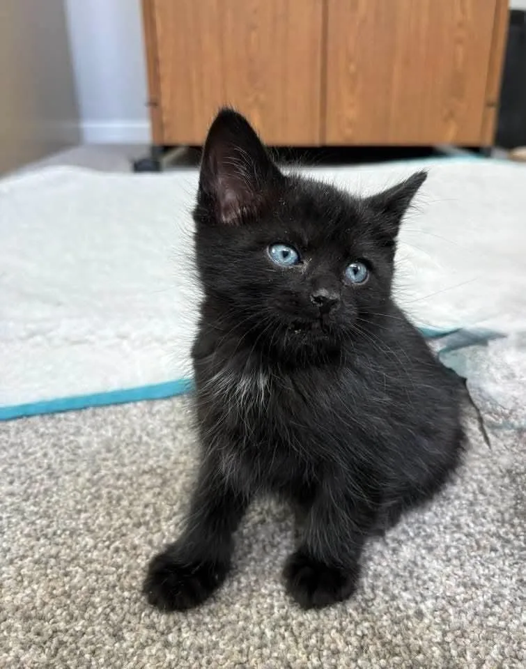 A baby medium-sized male Domestic Short Hair cat named Toby for adoption in Waterloo, IA
