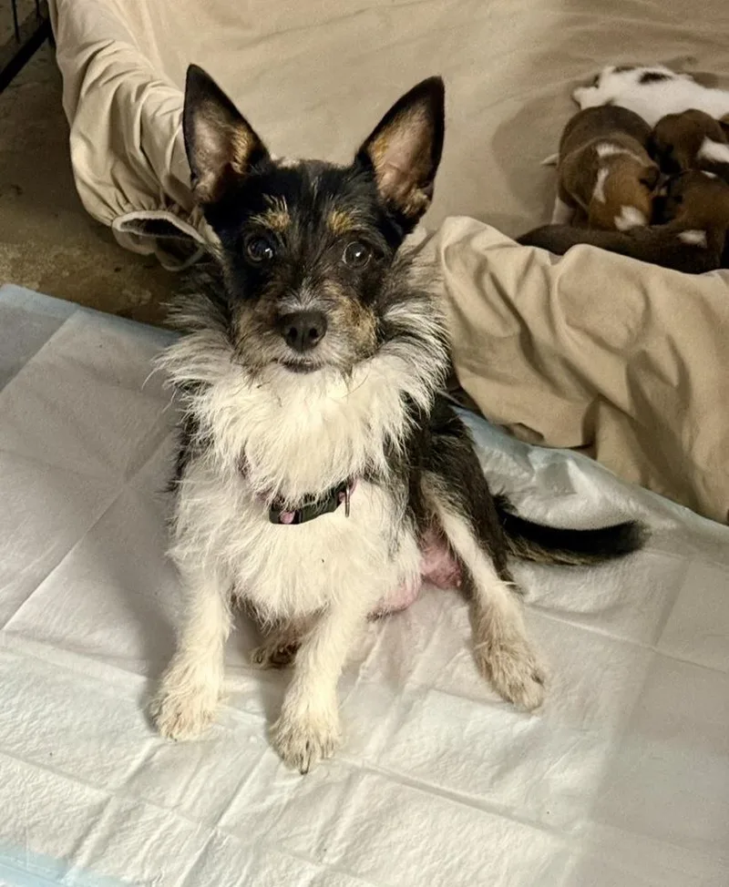 A young small-sized female Brown / Chocolate Terrier dog named Cookie Crumble for adoption in Silsbee, TX