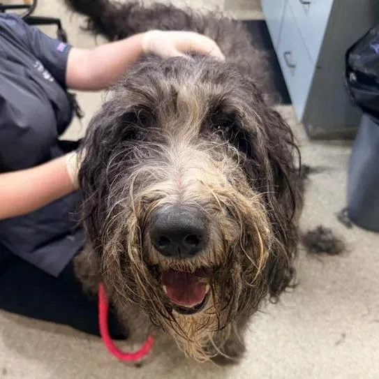 An adult large-sized male Mixed Breed dog named Biscoff for adoption in Jacksonville, FL