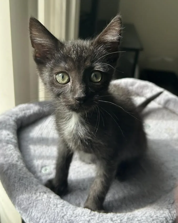 A baby small-sized male Domestic Short Hair cat named Fig for adoption in Clinton Township, MI