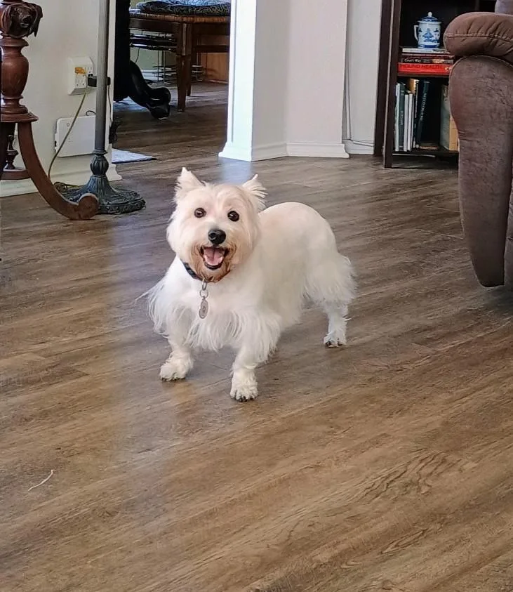 An adult small-sized female White / Cream West Highland White Terrier / Westie dog named Posey for adoption in Plano, TX